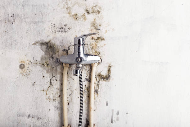 Best Mold Remediation for Schools in Grant, MI