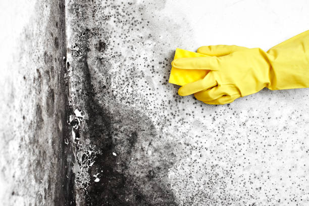 Best Residential Mold Remediation in Grant, MI
