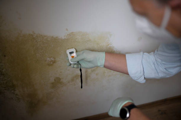 Best Bathroom Mold Remediation in Grant, MI
