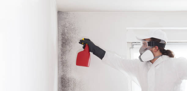 Best HVAC Mold Remediation in Grant, MI