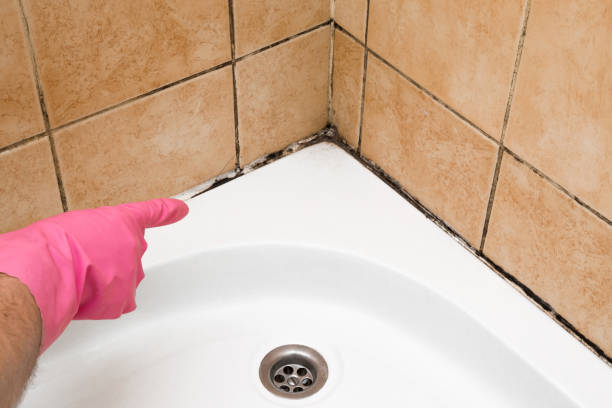 Best Localized Mold Remediation (e.g., coastal areas, humid climates) in Grant, MI